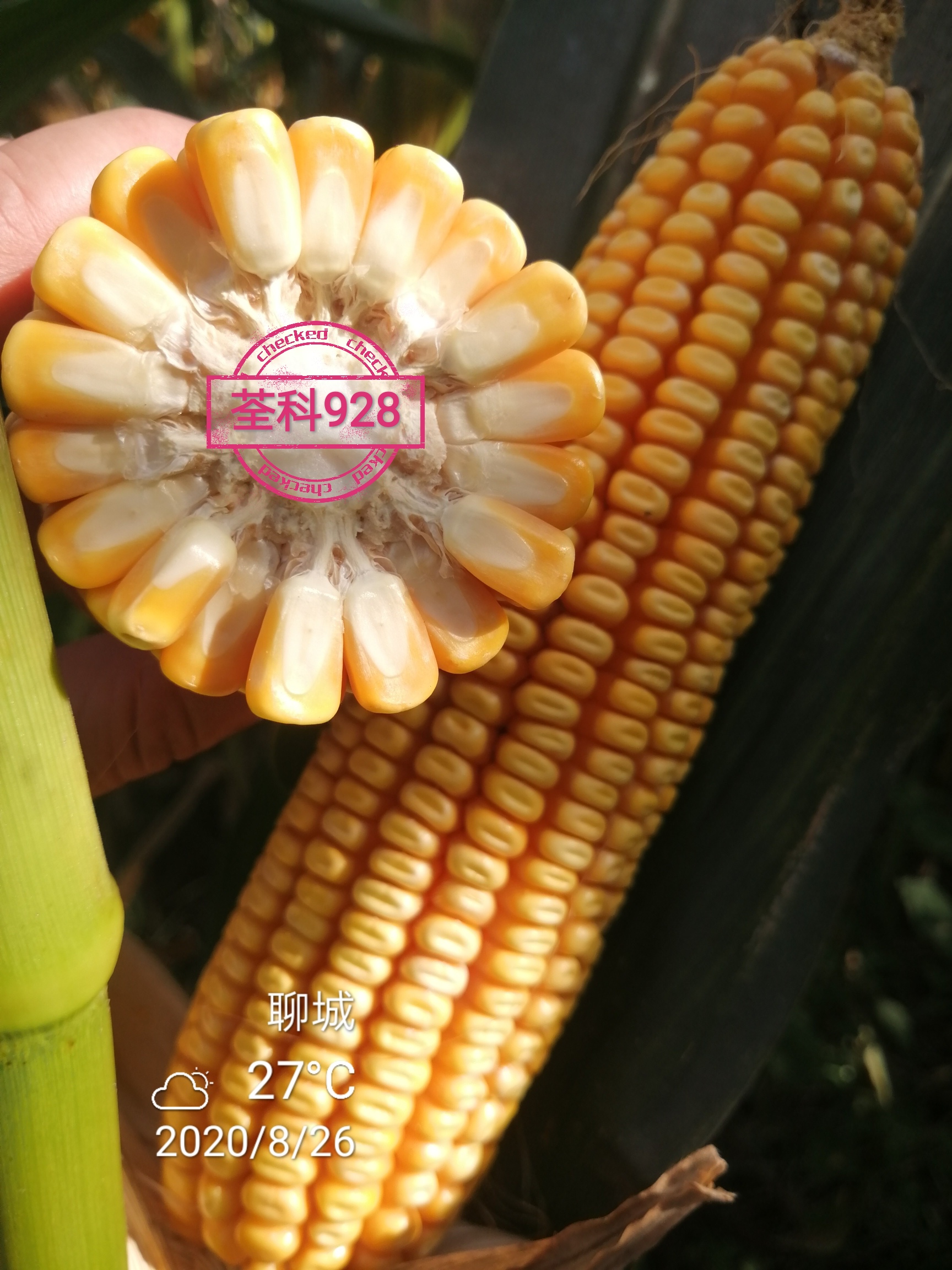 荃科928.jpg 荃科928.jpg