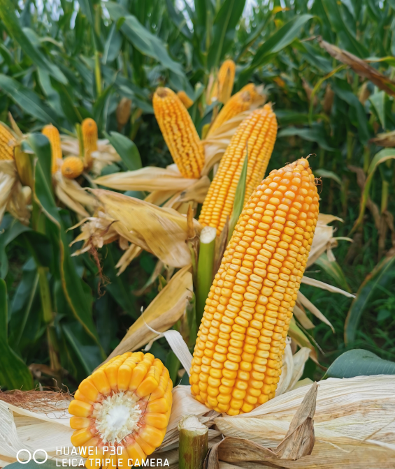 微信截圖_20210104160914.png 微信截圖_20210104160914.png