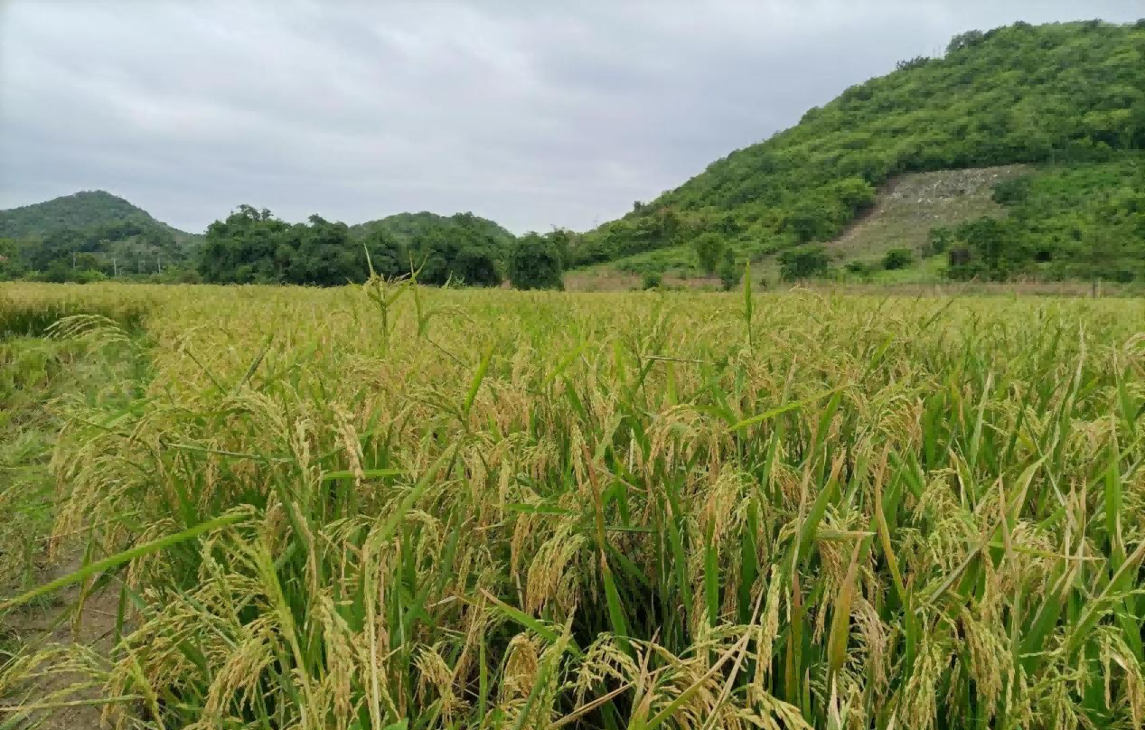 圖片1(1).png 圖片1(1).png