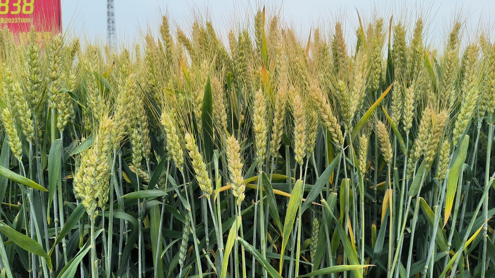 2、荃麥838(1).jpg 2、荃麥838(1).jpg